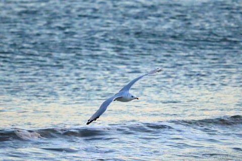 glissering seagull