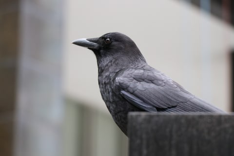 IMG 0523